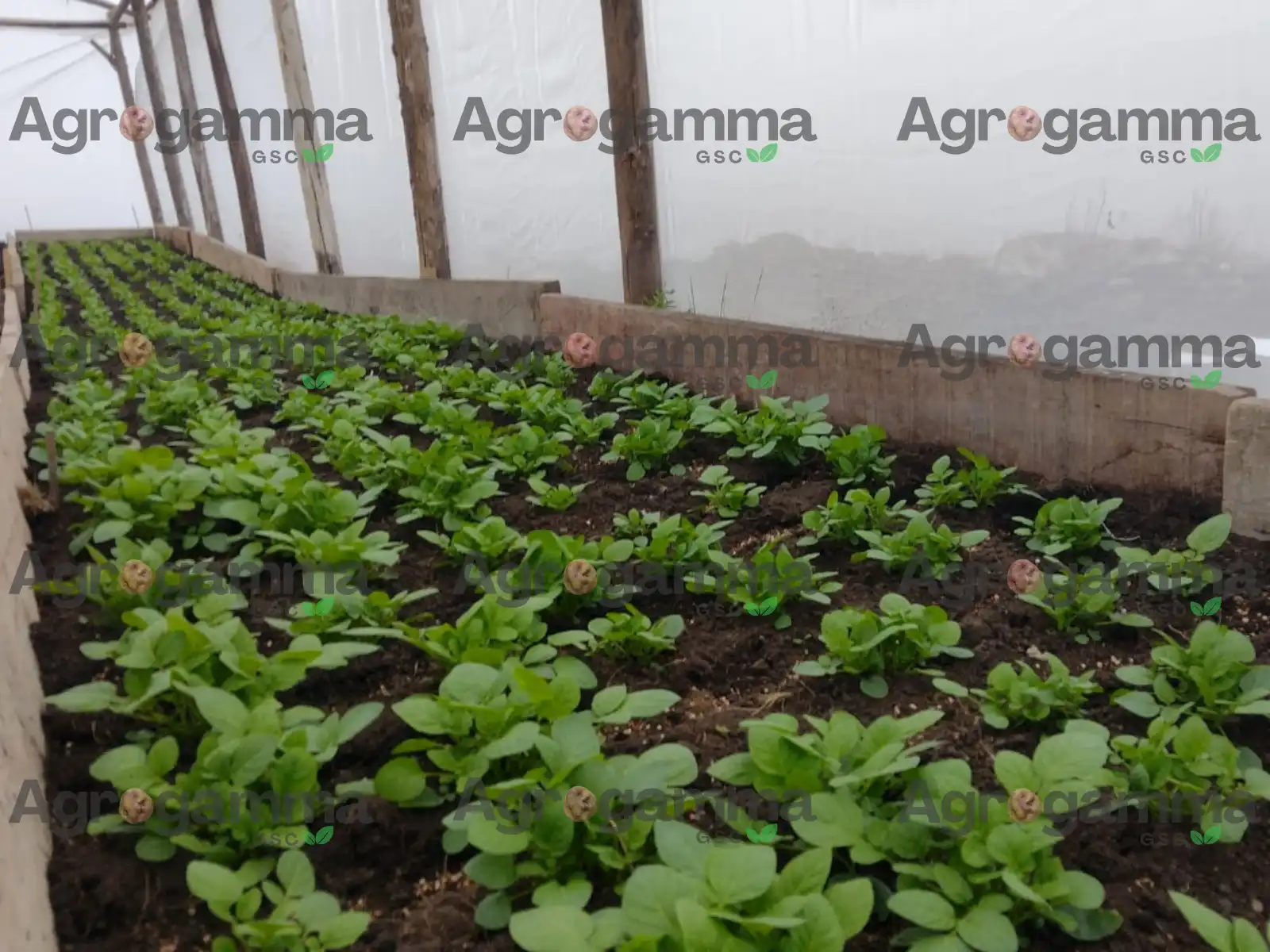 Plántulas de papa en invernadero